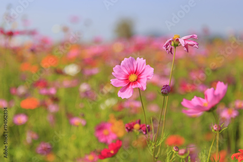 Cosmos flowers in the field