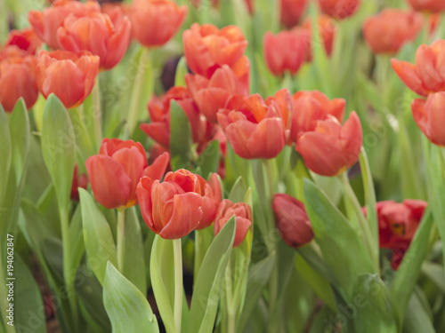 Beautiful bright red color tulips flower in tulips fields at morning in spring or summer season  natural scene in Dutch 
