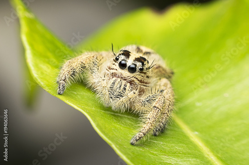 Super Macro Jumping Spider in Tropical Park photo