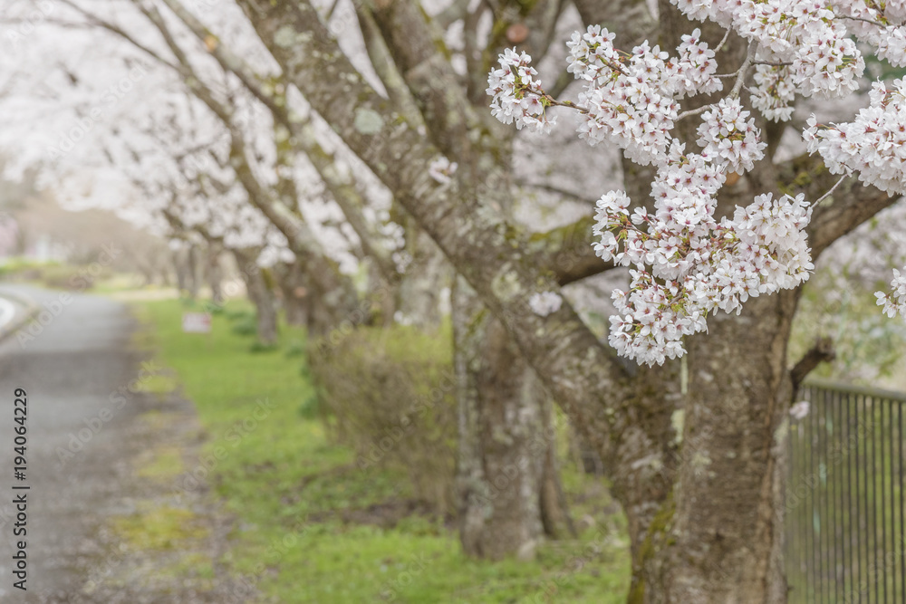 Sakura Flower tree in Springtime in Kyoto, Japan Sakura Flower tree in Springtime in Kyoto, Japan