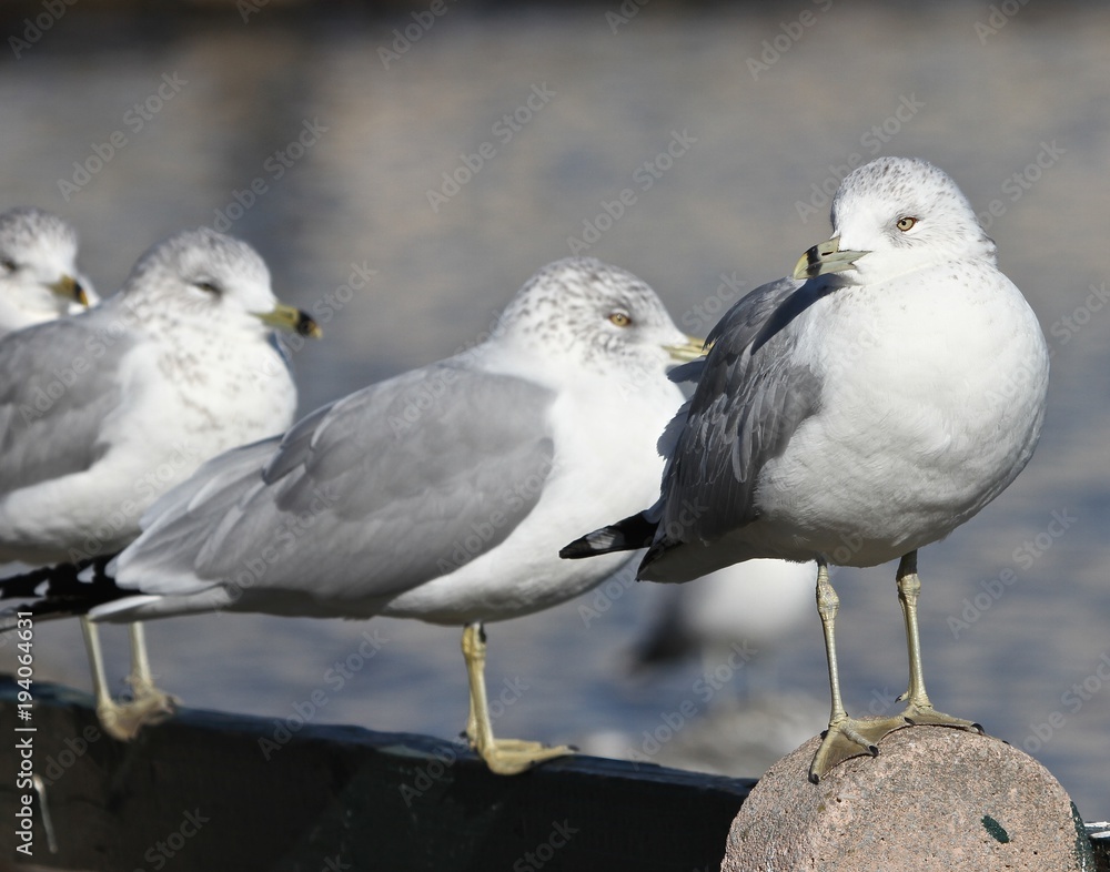 Obraz premium Love My Seagulls 9