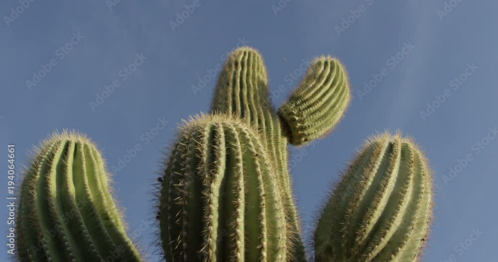 Cactus tree from below against blue sky - desert heat Cactus tree from below against blue sky - desert heat