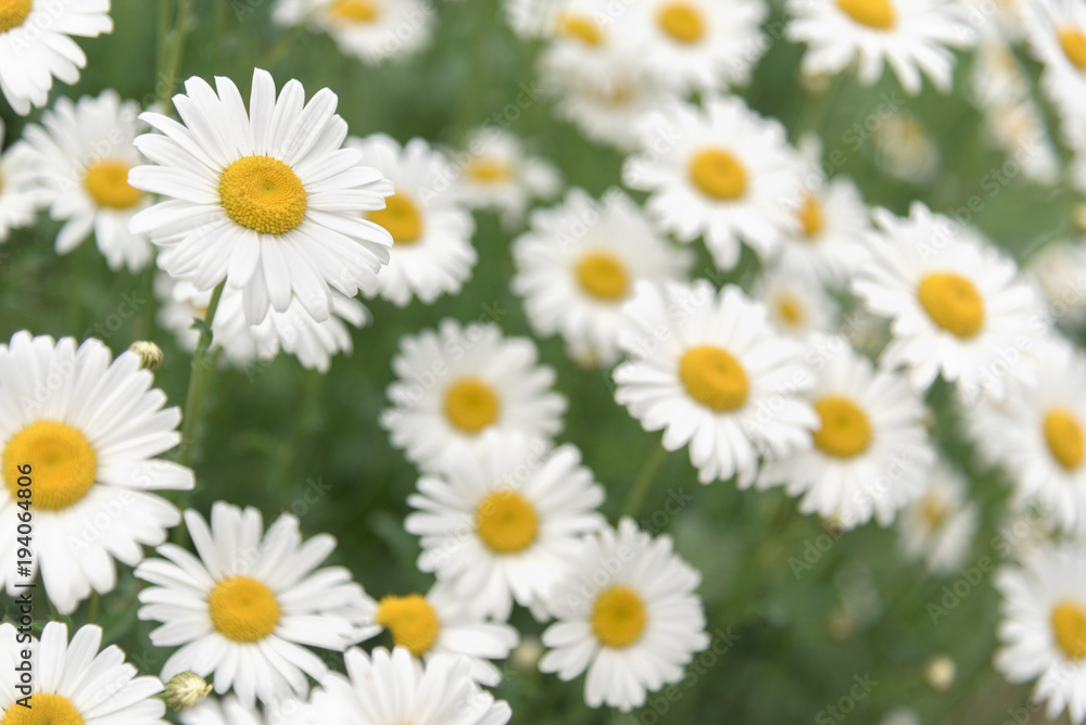 Daisy flower on green meadow Daisy flower on green meadow