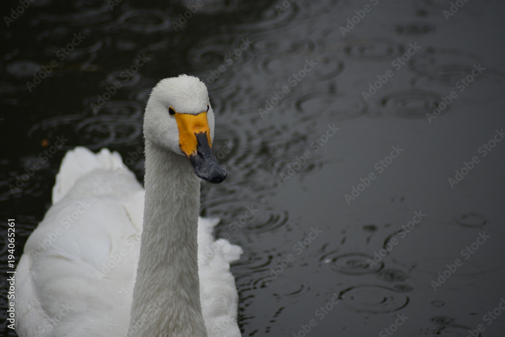 Obraz premium 白鳥