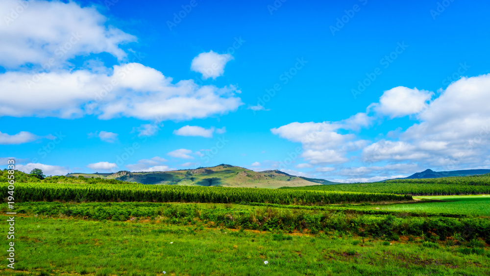 The highveld with its many pine tree plantations along highway R358 between Hazyview and Witriver in the province of Mpumalanga in South Africa The highveld with its many pine tree plantations along highway R358 between Hazyview and Witriver in the province of Mpumalanga in South Africa