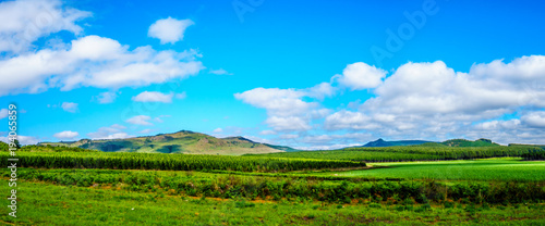 Panorama of the highveld with its many pine tree plantations along highway R358 between Hazyview and Witriver in the province of Mpumalanga in South Africa