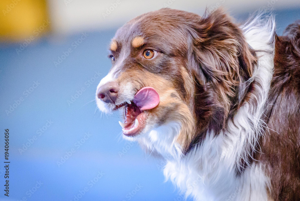 Super Agility Aussies Super Agility Aussies