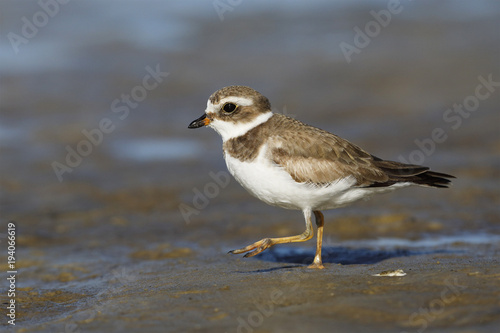 Semipalmated Plover foraging on a Gulf of Mexico beach - Crystal River, Florida