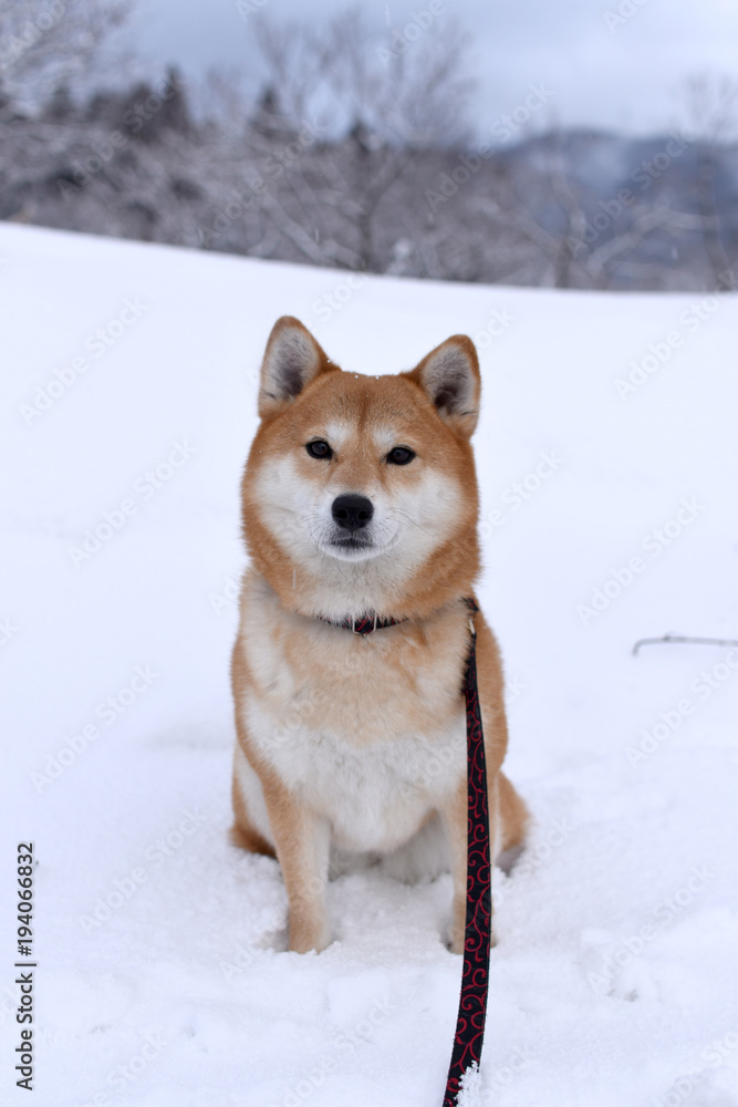 柴犬・雪・おすわり
