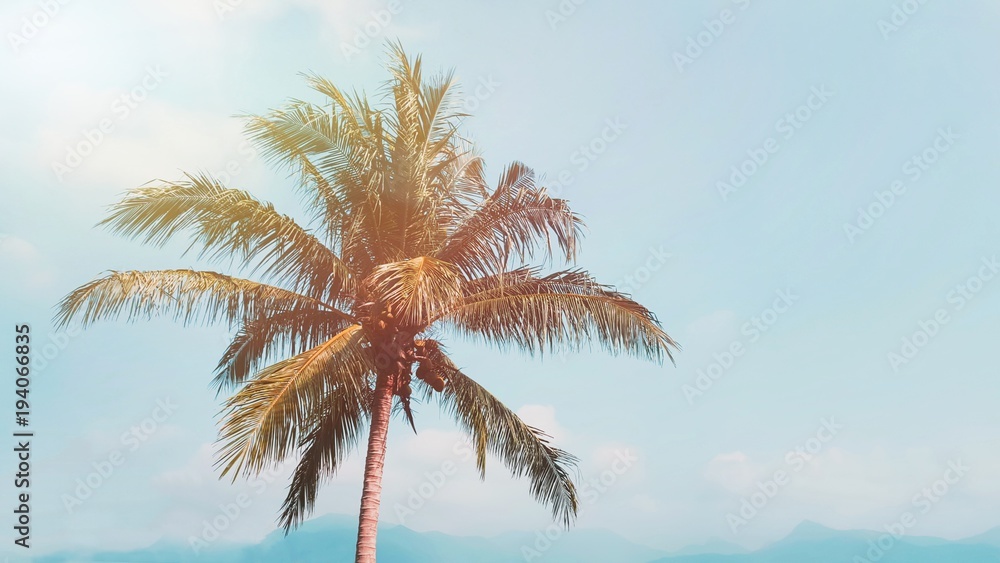 Palm leaves isolated on blue sky background with sunlight.copy space