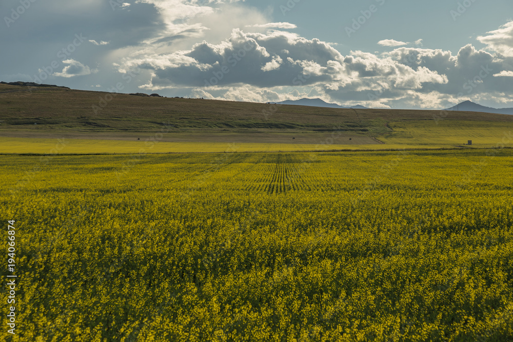 Canola field in Alberta, Canada