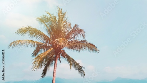 Palm leaves isolated on blue sky background with sunlight.copy space © Nalin