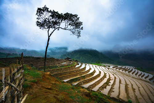 Terraced rice field in water season  the time before starting grow rice  with high tree in Y Ty  Lao Cai province  Vietnam