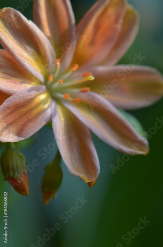 Lewisia cotyledon