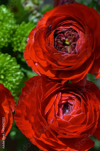 Ranunculus asiaticus（L.）Lepech