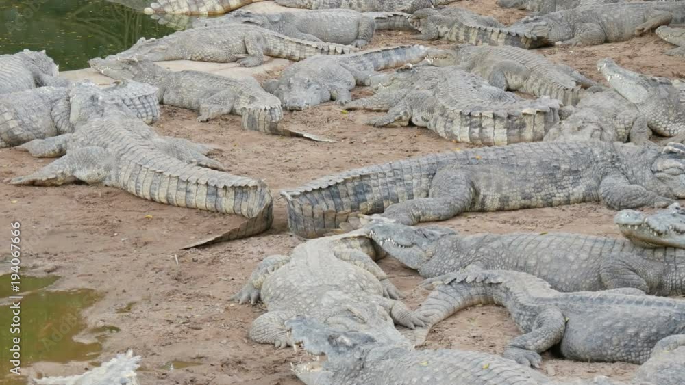 Crocodiles lazily lie in the captivity. Crocodile farm in Pattaya, Thailand Crocodiles lazily lie in the captivity. Crocodile farm in Pattaya, Thailand