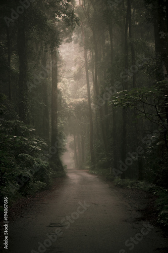 Moody hazy road scene in an overgrown forest.