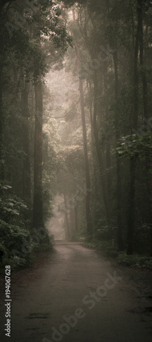 Moody hazy road scene in an overgrown forest. © Rob D