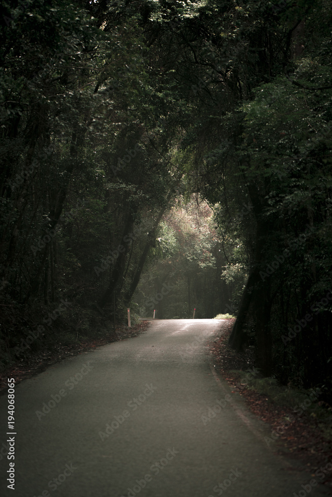 Moody hazy road scene in an overgrown forest. Moody hazy road scene in an overgrown forest.