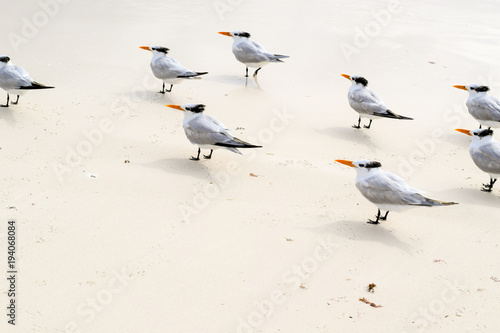 Flock of crested tern birds