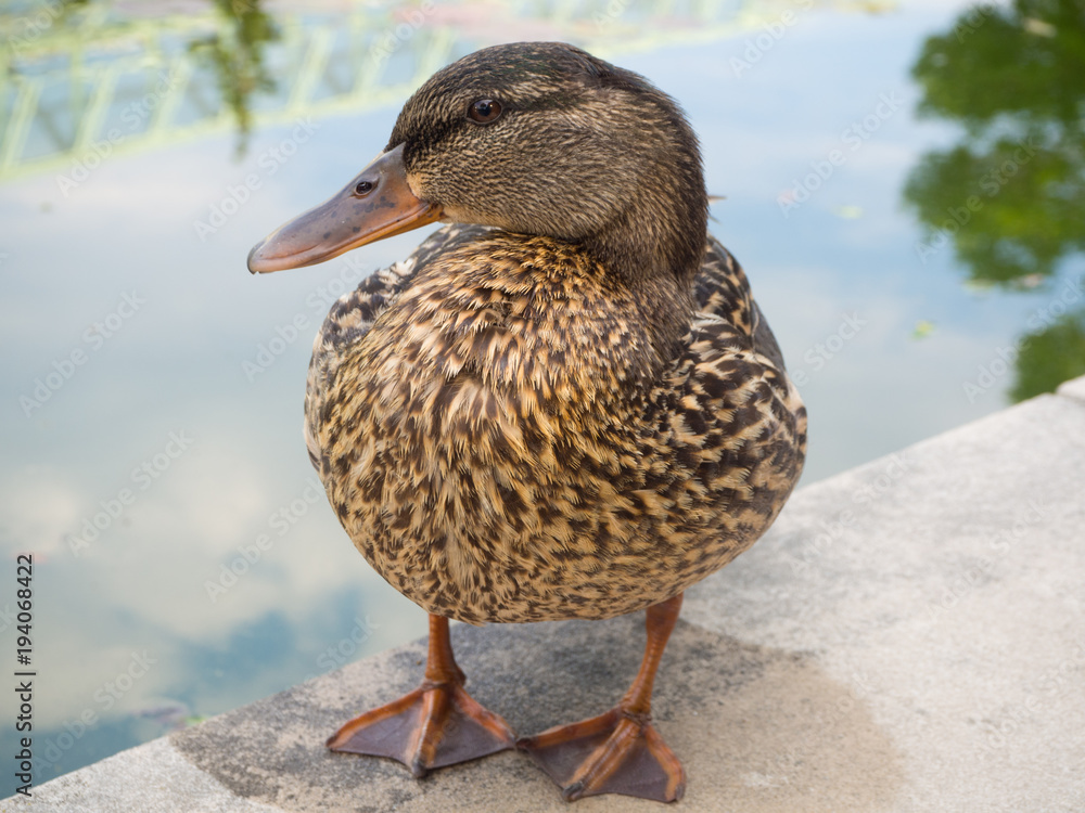 Brown duck at the garden Brown duck at the garden