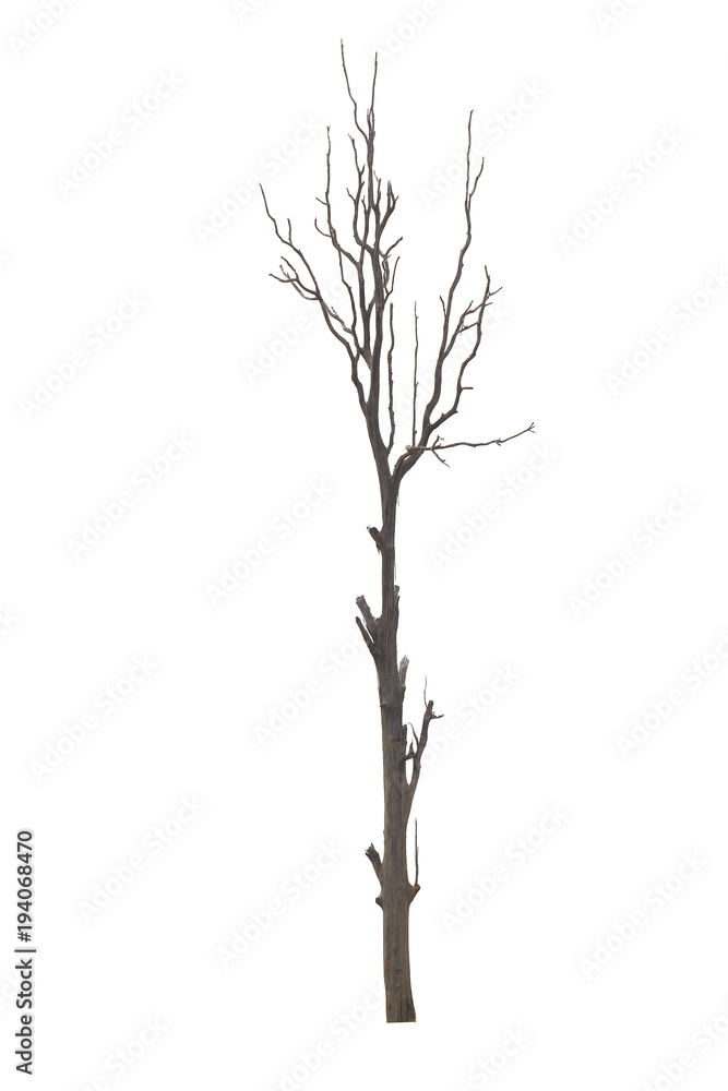 Dead tree or dried tree isolate on white background. Dead tree or dried tree isolate on white background.