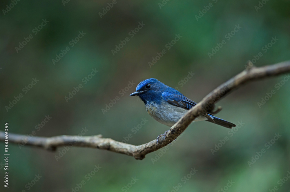 Hainan blue flycatcher (Cyornis hainanus)