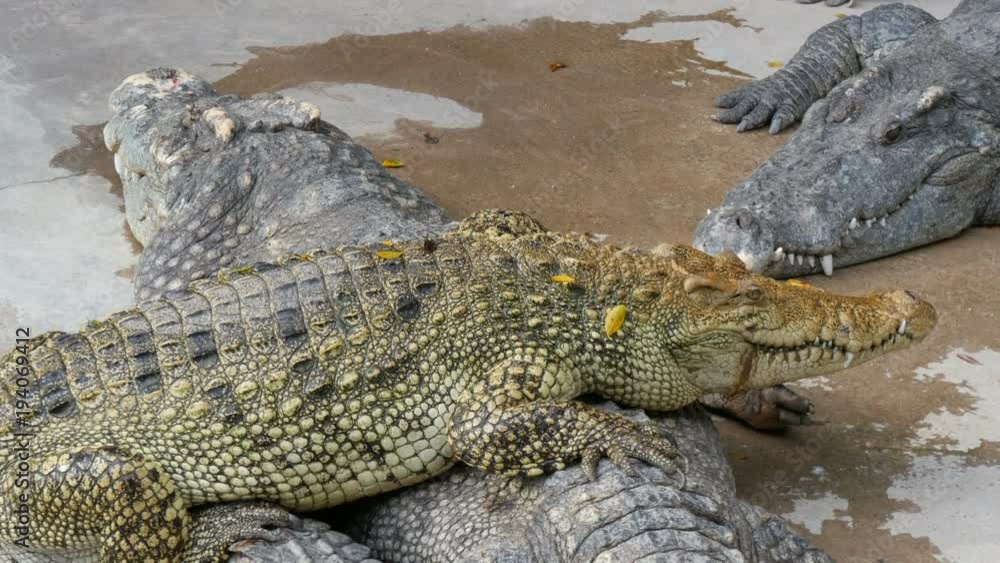 Crocodiles lazily lie in the captivity. Crocodile farm in Pattaya, Thailand Crocodiles lazily lie in the captivity. Crocodile farm in Pattaya, Thailand