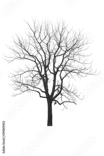 Dead tree or dried tree isolate on white background.