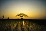 Beautiful landscape with alone tree silhouette at sunset with rice field