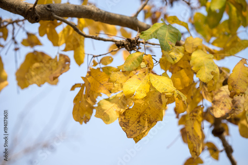 Vibrant yellow tree leaves on branch in autumn
