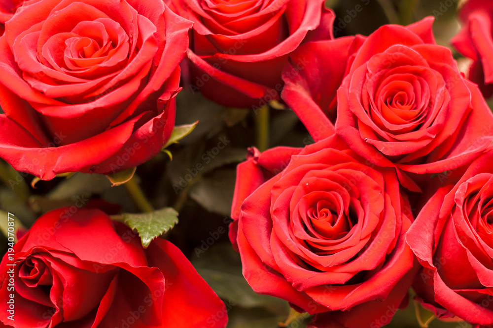 large roses closeup large roses closeup