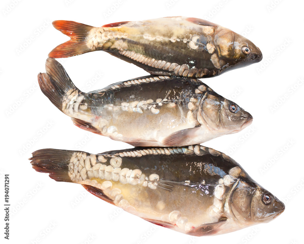 Three mirror carp isolated on white background Three mirror carp isolated on white background