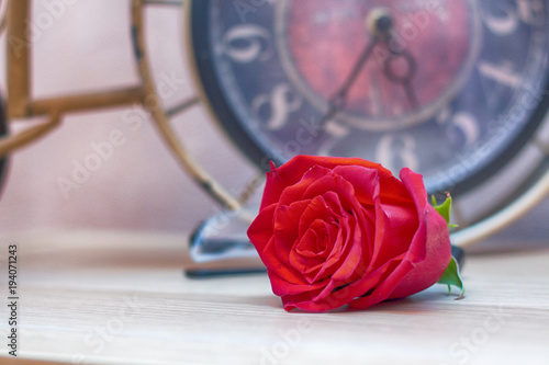 beautiful bud red big rose on vintage background