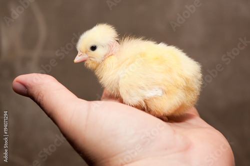 Newborn baby chicken in the palm