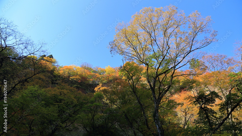 里山の紅葉(16:9) Autumn of the low mountain 里山の紅葉(16:9) Autumn of the low mountain