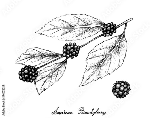 Hand Drawn of American Beautyberry on White Background