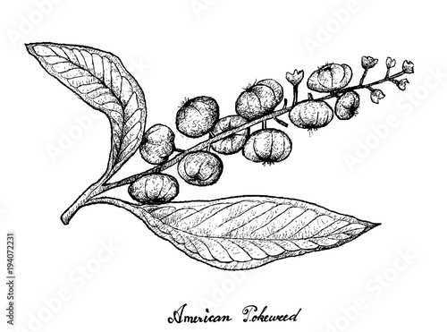 Hand Drawn of American Pokeweed on White Background