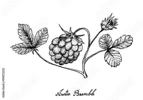 Hand Drawn of Arctic Bramble Berries on White Background
