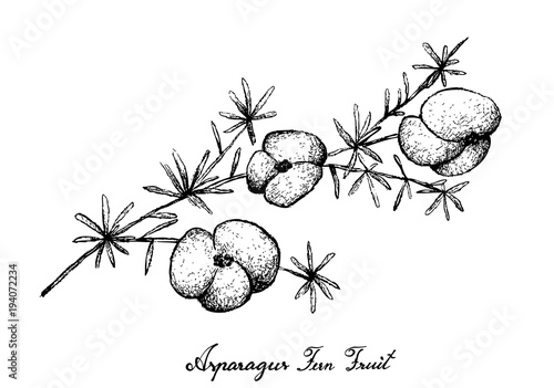 Hand Drawn of Asparagus Fern Fruit on White Background photo