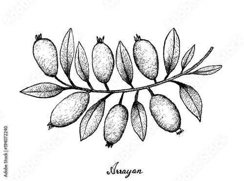Hand Drawn of Arrayan Fruits on White Background