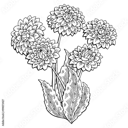 Fototapeta Naklejka Na Ścianę i Meble -  Dahlia flower graphic black white isolated bouquet sketch illustration vector