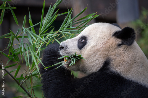 Fototapeta Naklejka Na Ścianę i Meble -  Panda is eating bamboo leaves.