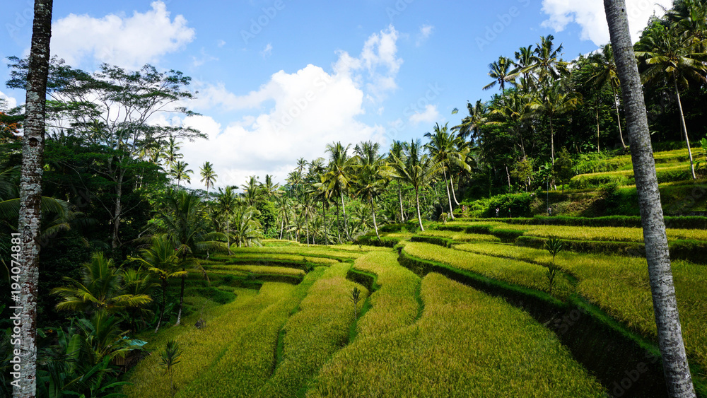 Bali Rice Field 
