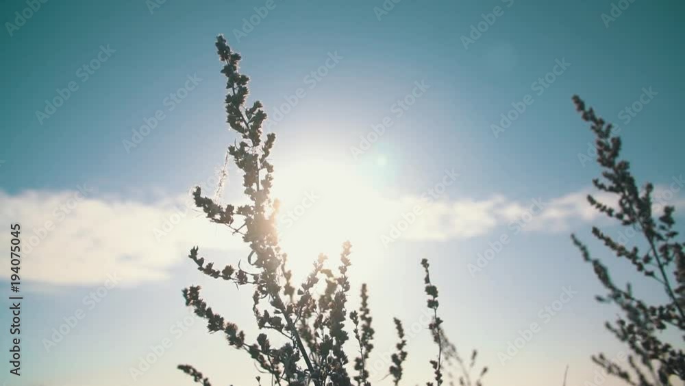 snow-covered grass on the field in a sunny afternoon in frost snow-covered grass on the field in a sunny afternoon in frost