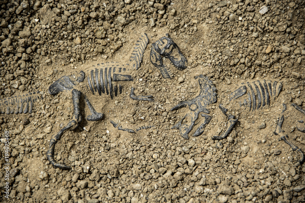 Obraz premium Dig kości kości dinozaurów kopalnych Tyrannosaurus i Triceratops