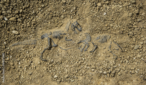 Dig bones dinosaur fight fossil Tyrannosaurus & Triceratops