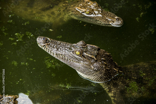 Young Crocodylus siamensis (Siamese Fresh , water Crocodile). head is coming out of water.