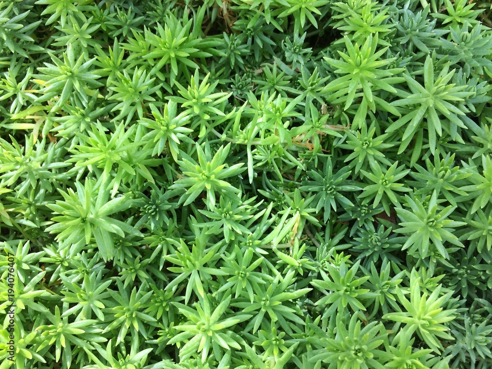 Green leaves reflect sunlight background. Green leaves reflect sunlight background.