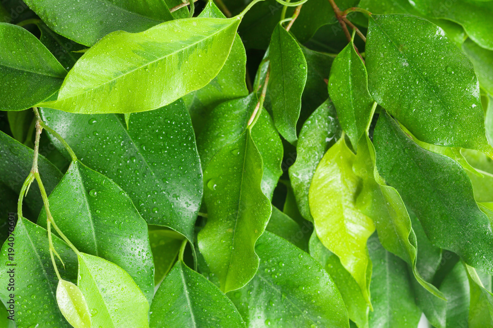 leaf background, nature leaf background, nature